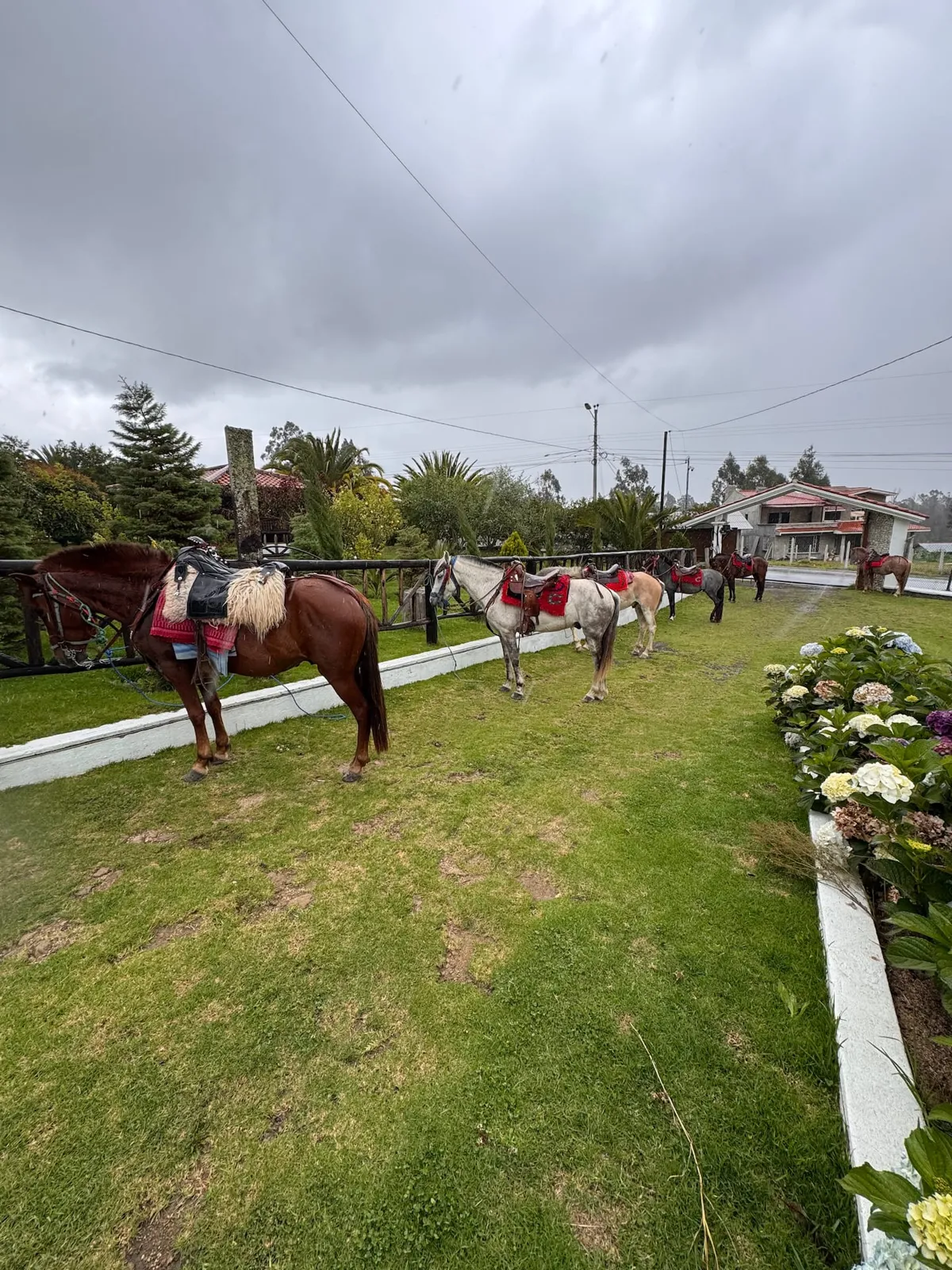 Caballos en los campos de Llatcon