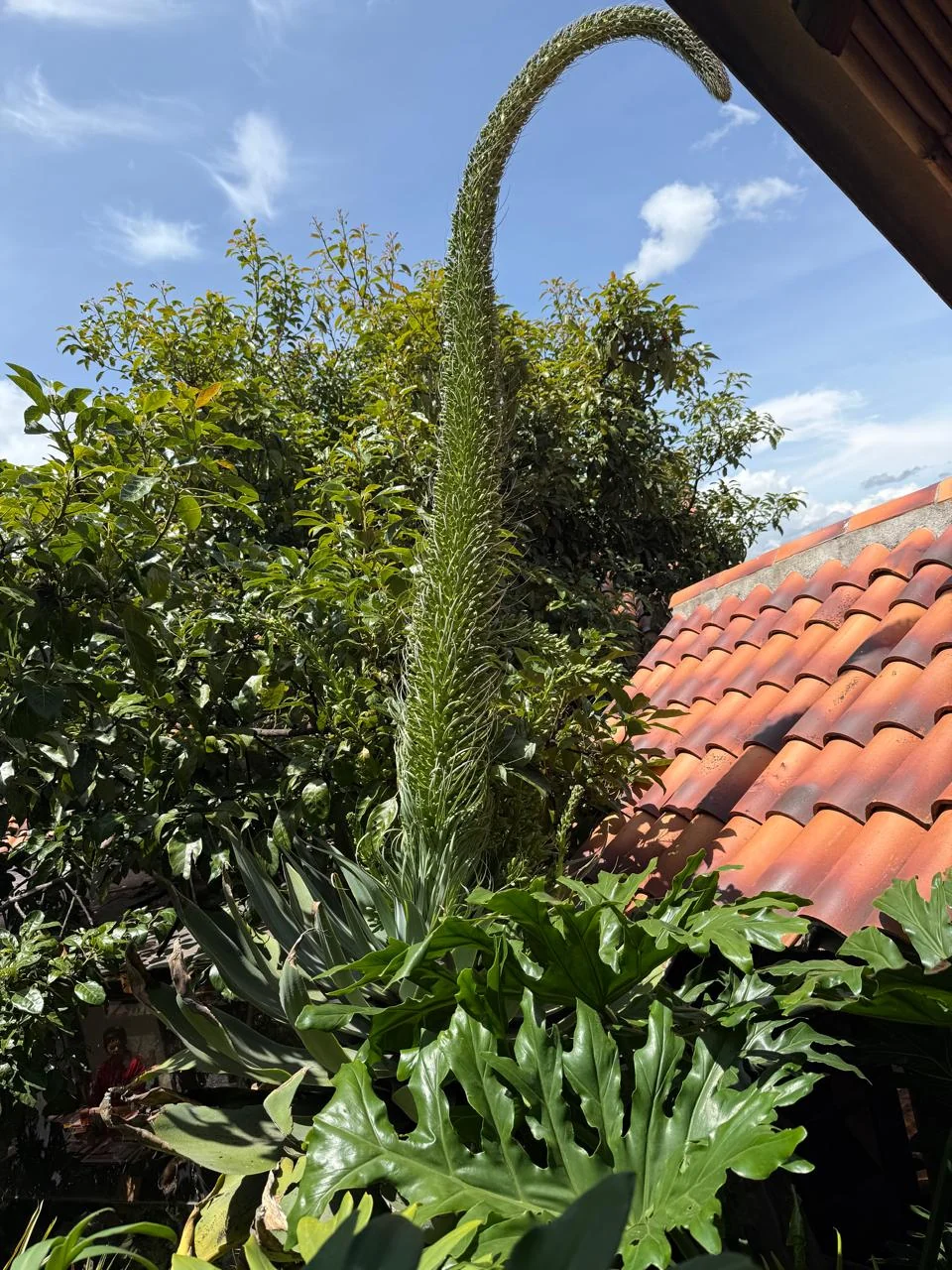 Vegetación y techos de teja en los jardines de Almara